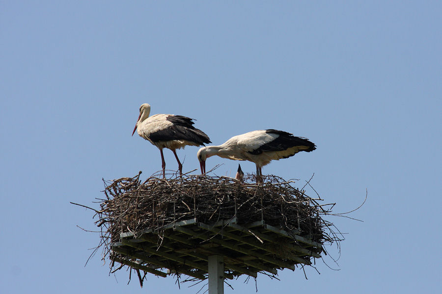 Le cicogne di Fucecchio